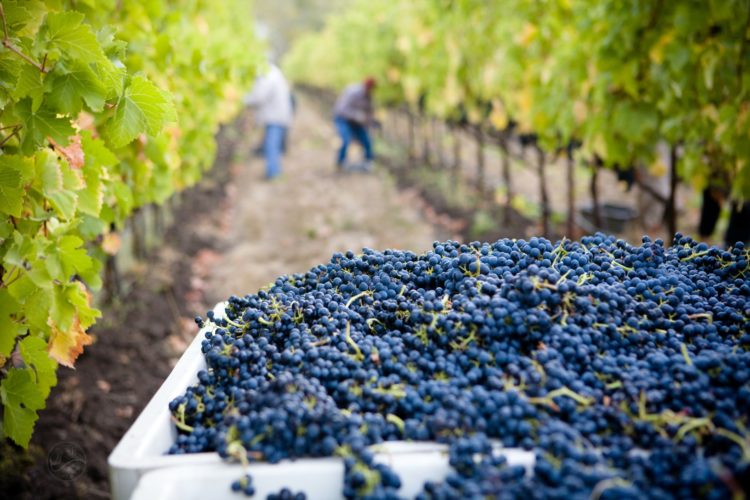 L’impact de la Covid-19 sur les vendanges 2020